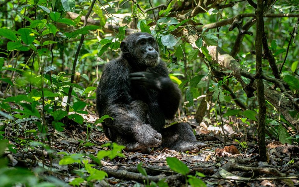 Chimpanzee tracking