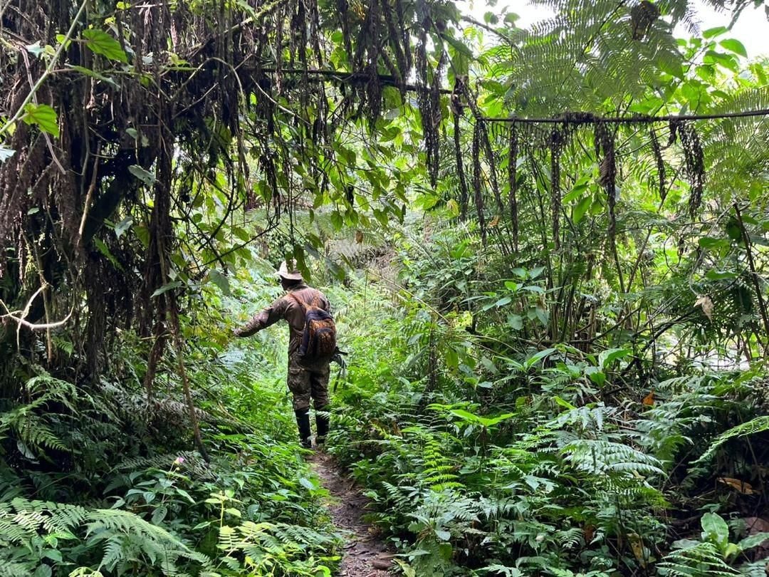 bwindi hiking forest gorillas birding