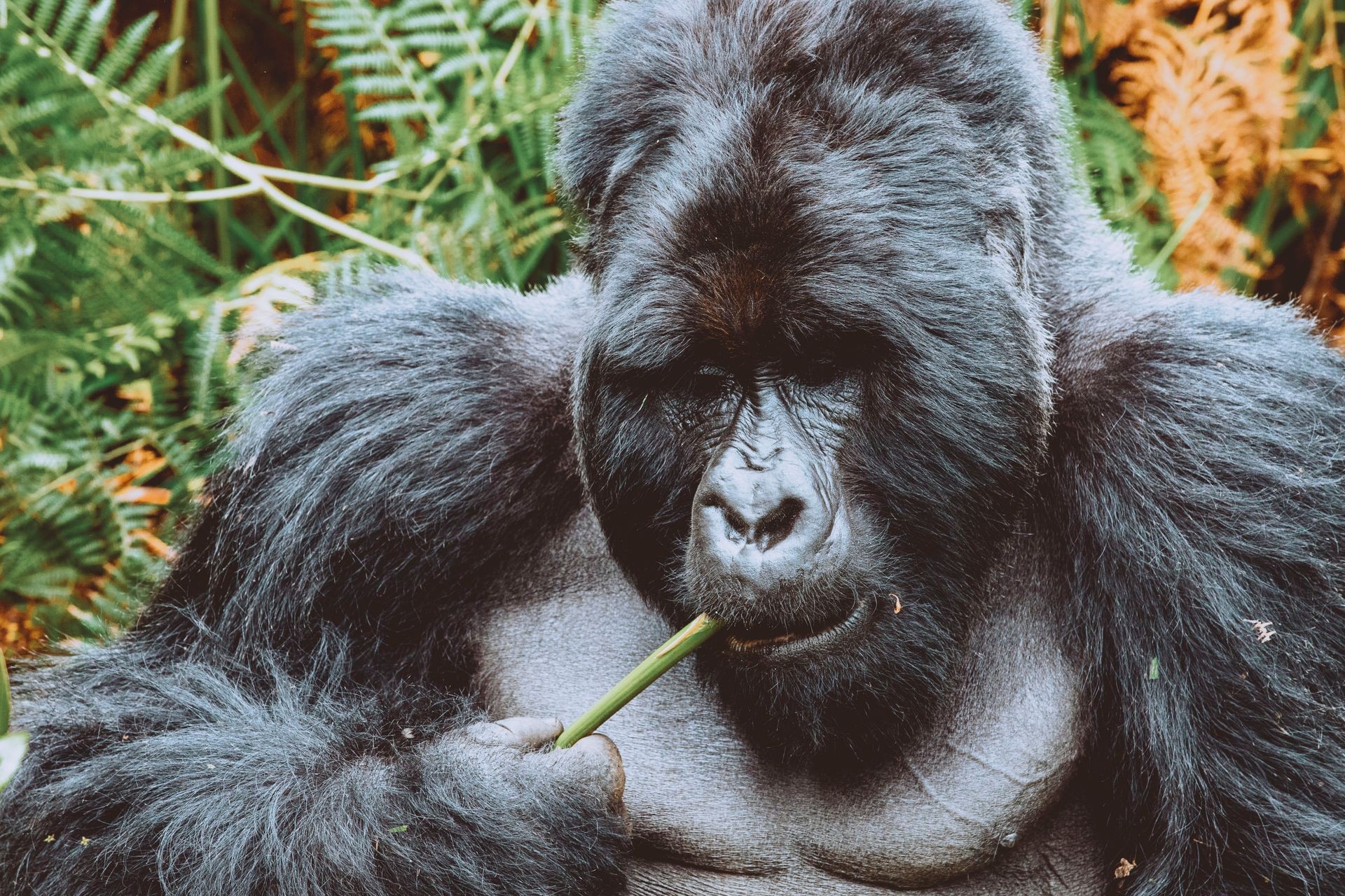 Montain gorilla tracking Bwindi Mgahinga Uganda