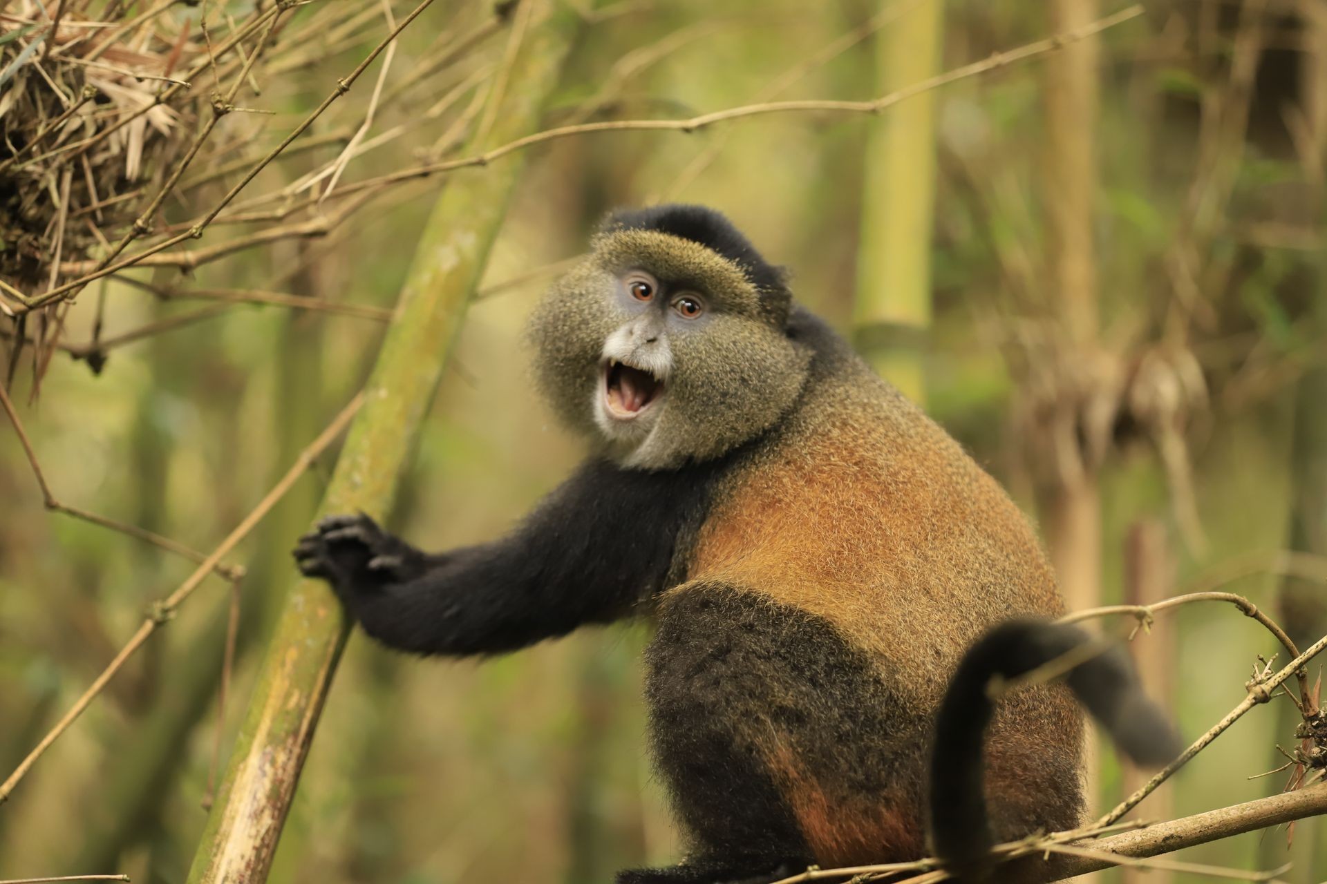 golden monkey virunga mgahinga uganda kisoro bunyonyi