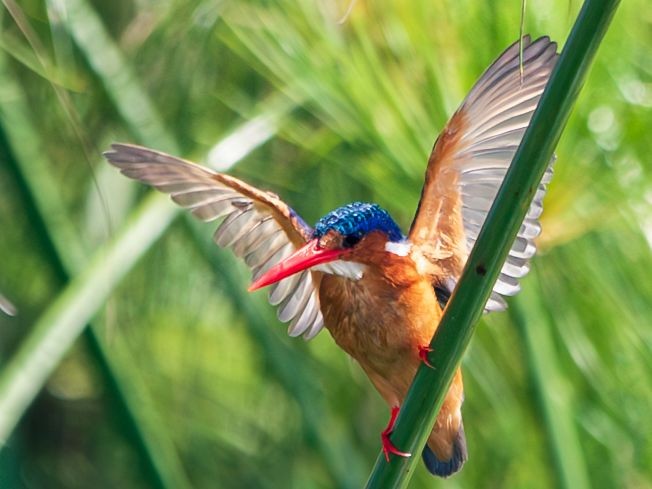 Over 1000 bird species in Uganda