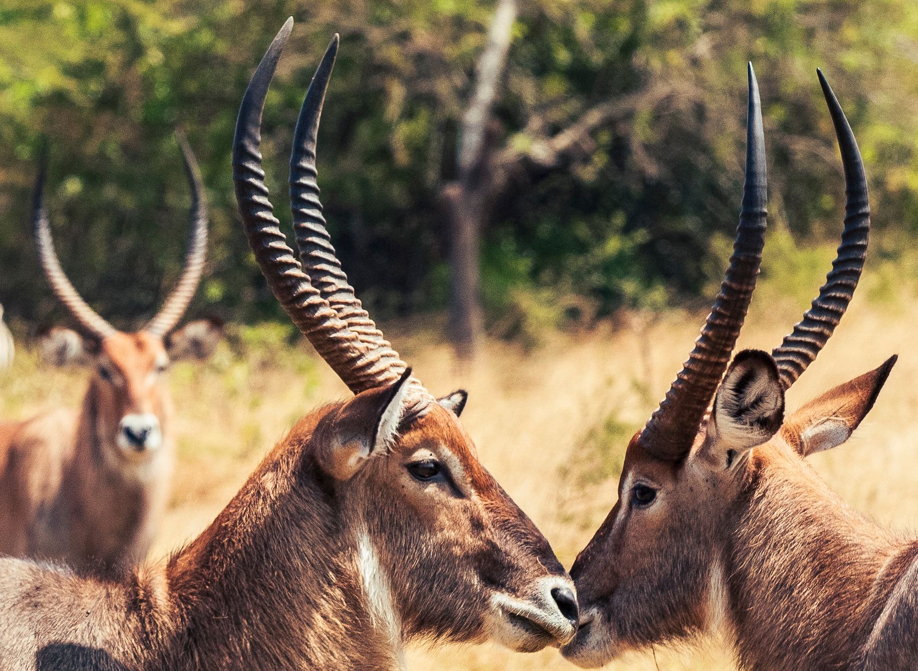 12 Days Mt Rwenzori + Game Drives + Chimpanzees