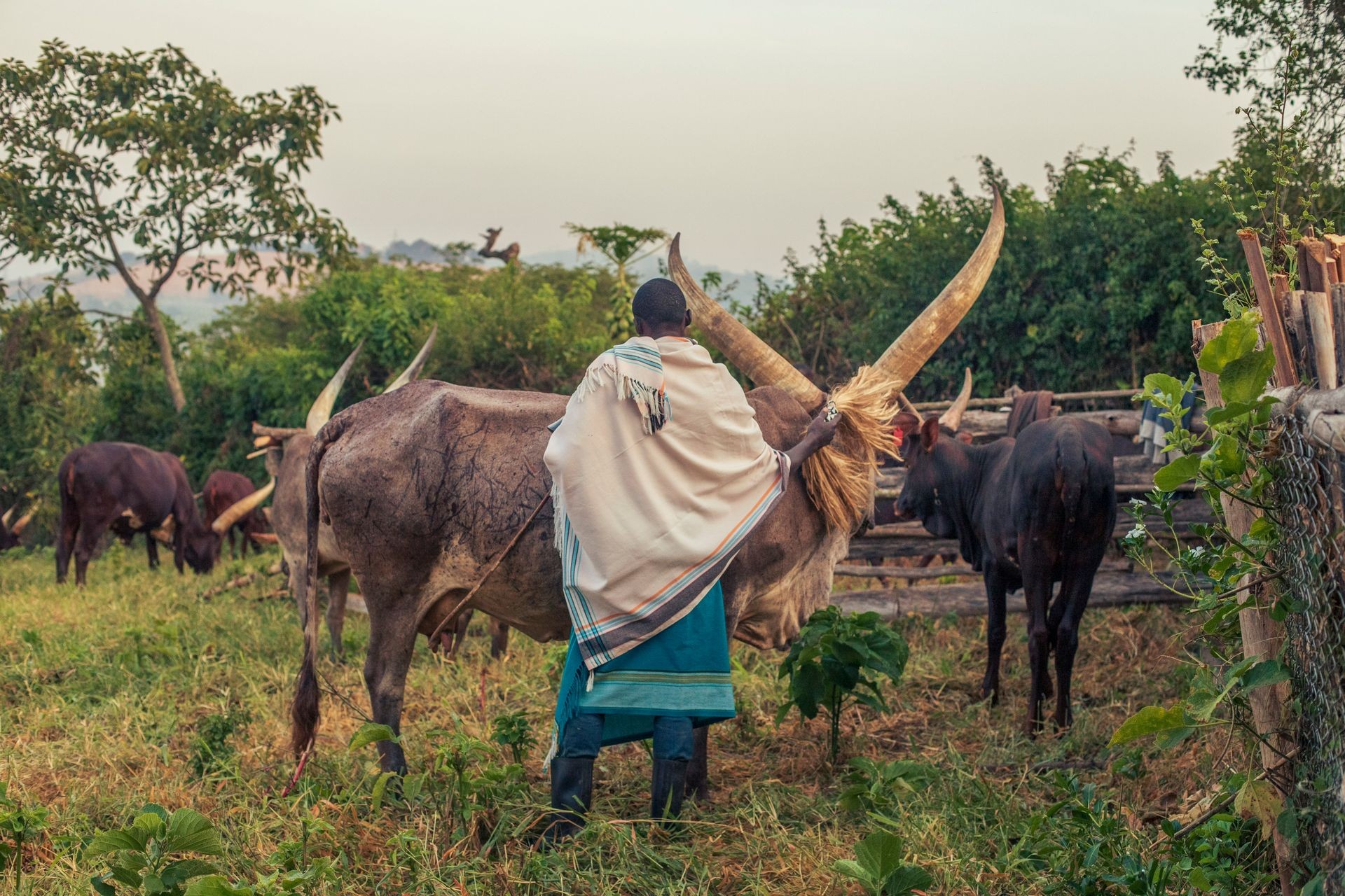 Patrolists long horned Ankole cattle