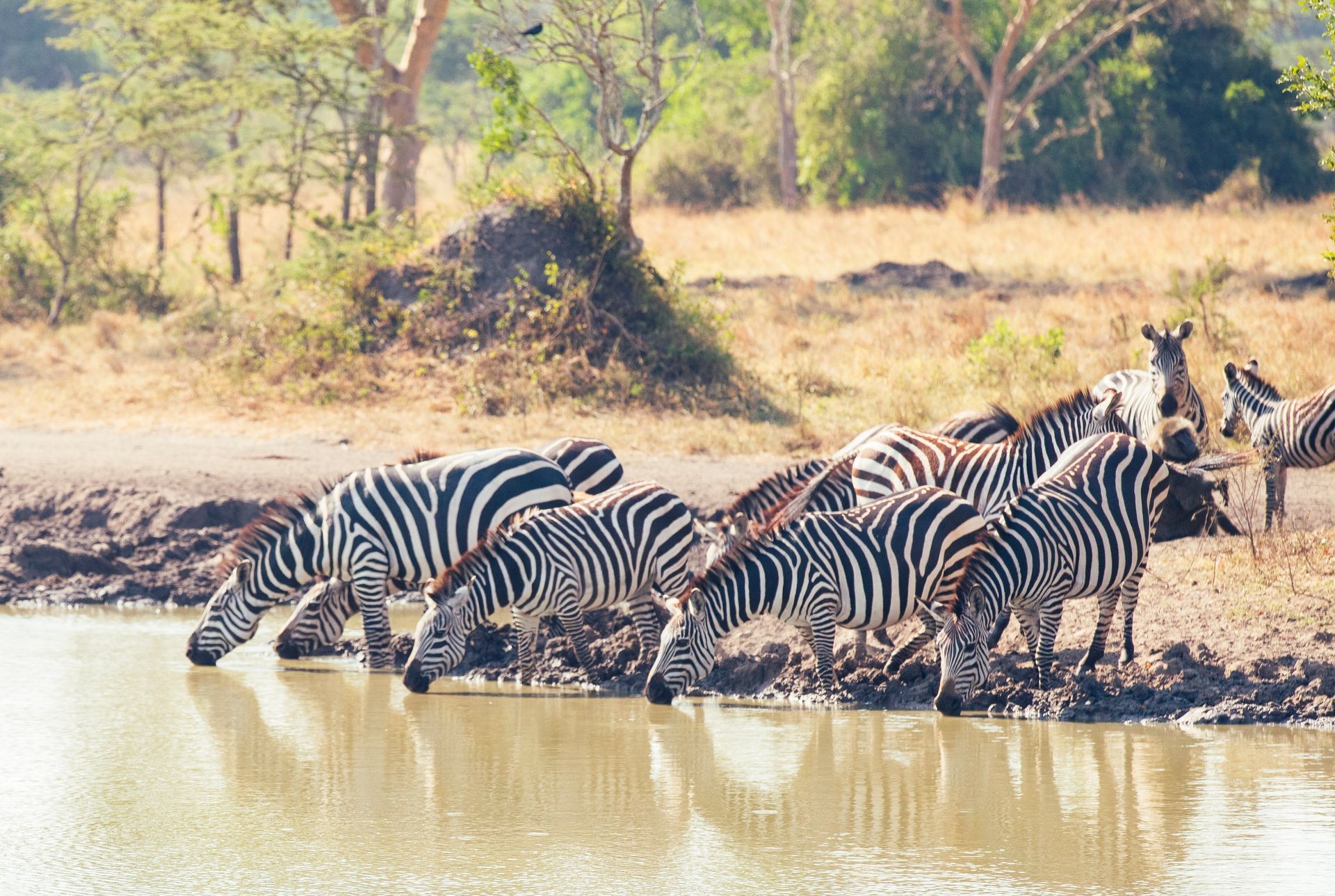 Walking Safaris