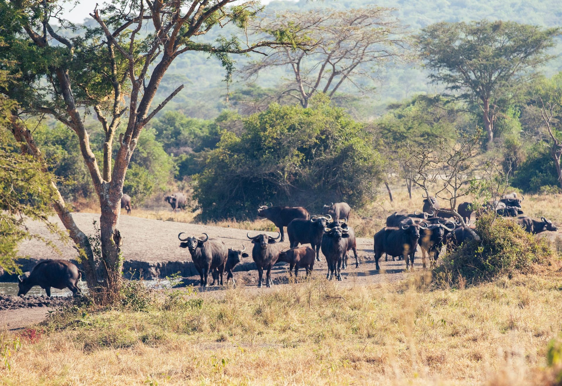 Eco-friendly Safaris