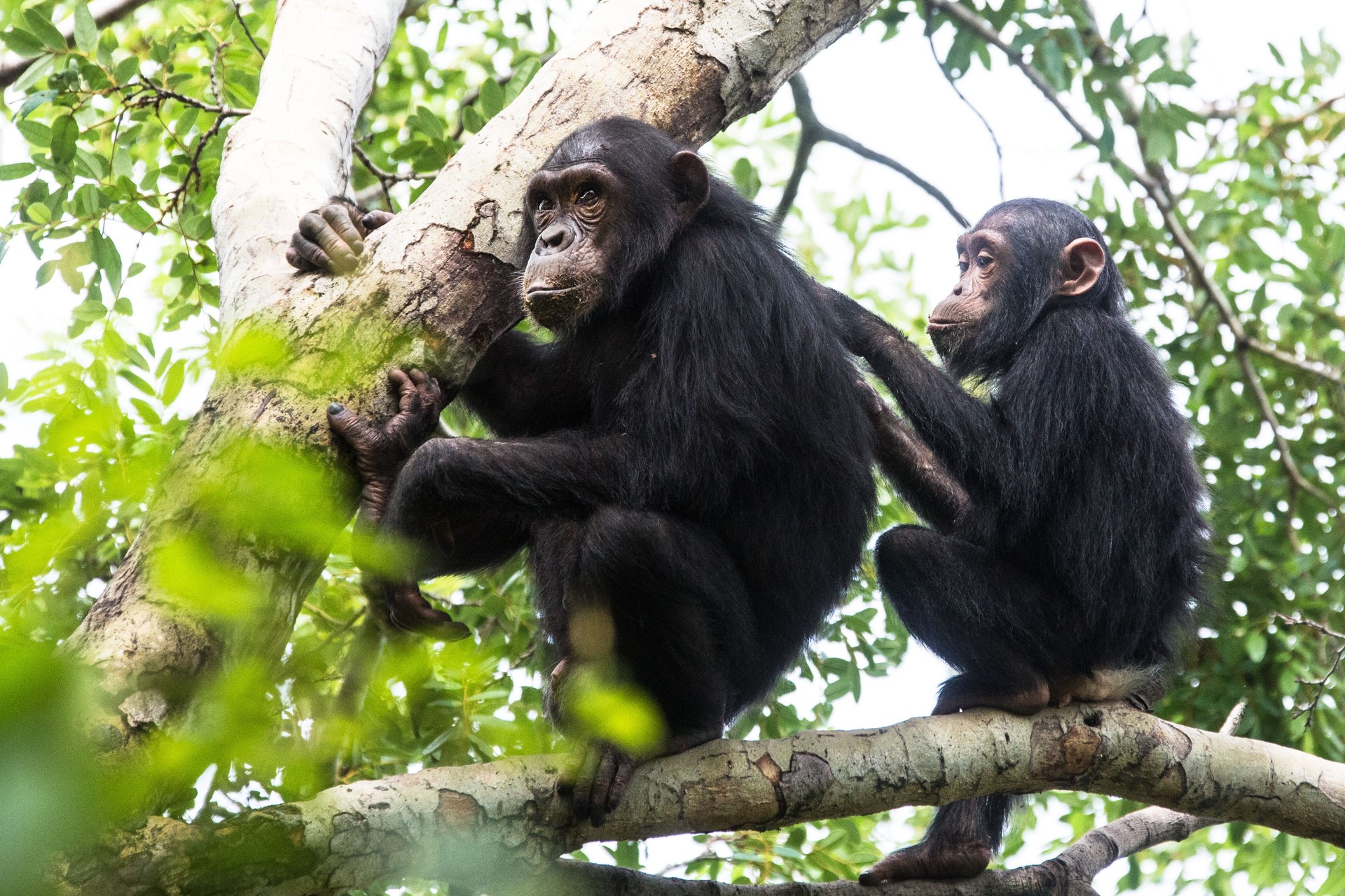 Young chimpanzee grooming, wildlife shot, Gombe Tanzania